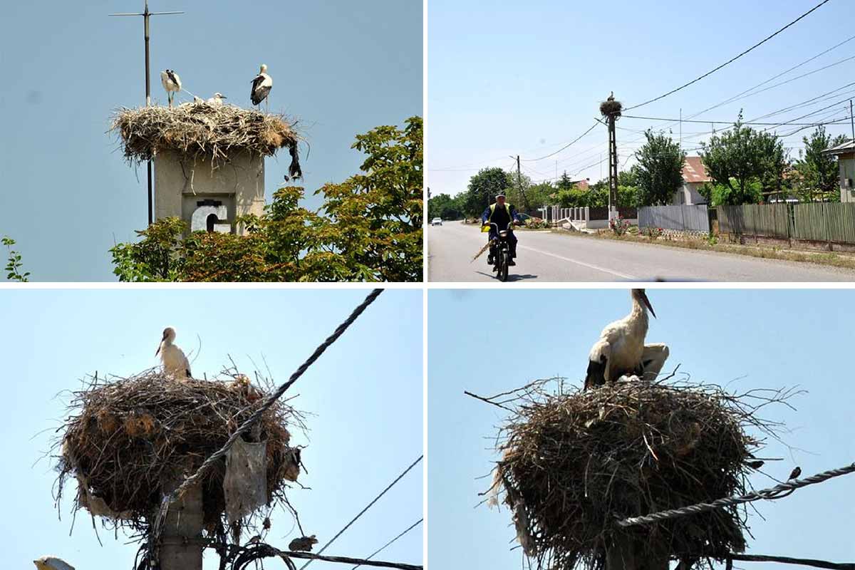 Storks in Romania